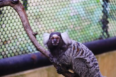 Portrait of monkey sitting on tree in zoo