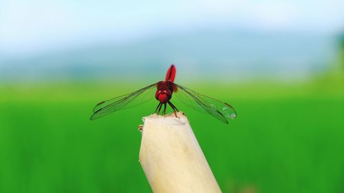 Close-up of dragonfly on leaf