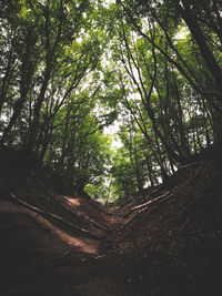 Low angle view of bamboo trees in forest