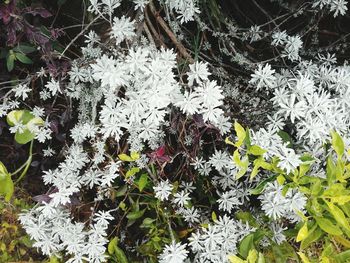 Plants growing in a park