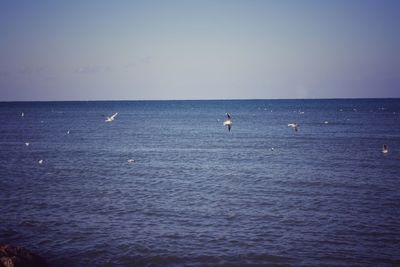 Swans swimming in sea against clear sky
