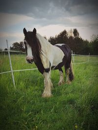 Horse standing in field against sky