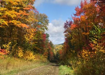 Scenic view of autumn trees against sky