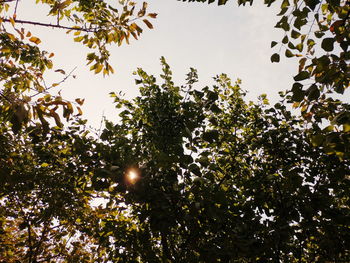 Low angle view of trees against sky