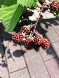 Close-up of strawberries