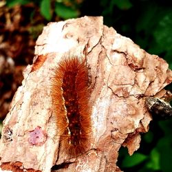 Close up of leaf