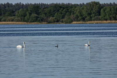 View of swan in lake