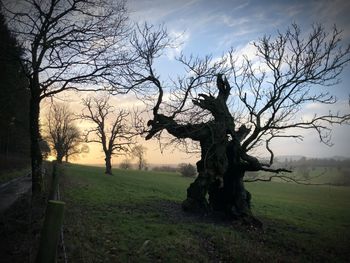 Bare tree on field against sky