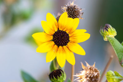 Close-up of bee on sunflower