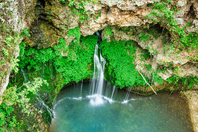 Scenic view of waterfall in forest