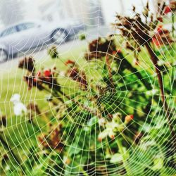 Close-up of spider web