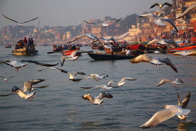 Flock of birds in city