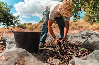 Unrecognizable male worker picking ripe carob pods from cloth placed under tree during harvesting season
