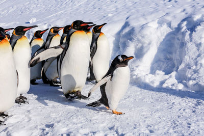 High angle view of a bird on snow