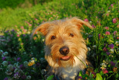 Portrait of dog