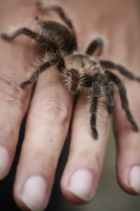 Close-up of hand holding spider