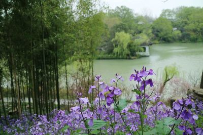 Flowers growing by lake against trees