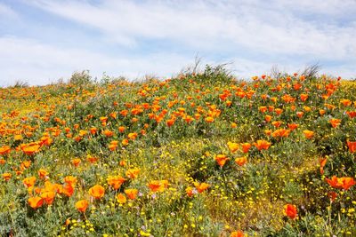 View of plants against sky