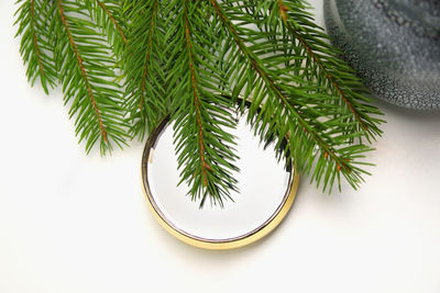 High angle view of leaf against white background
