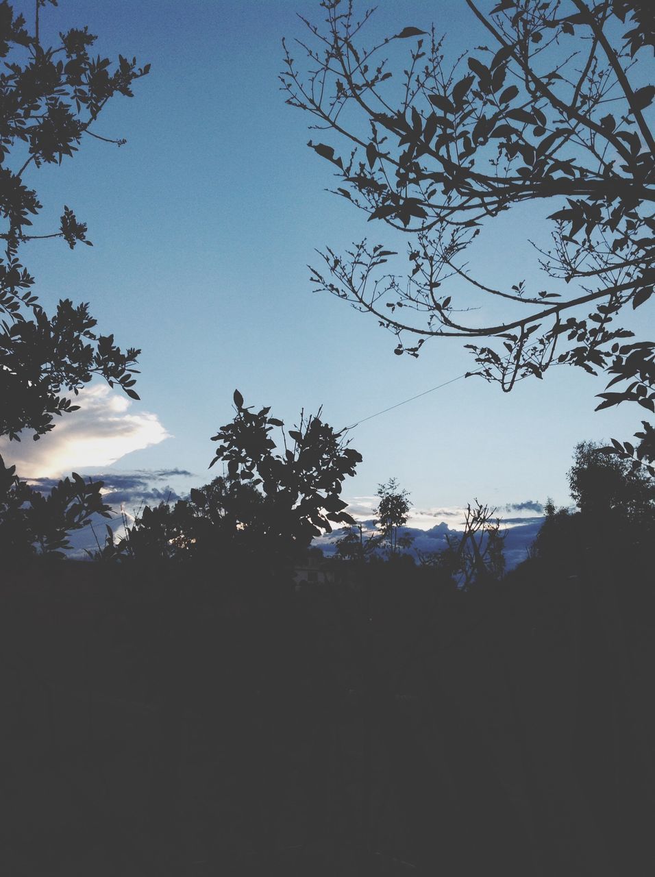 low angle view, clear sky, tree, branch, silhouette, nature, bird, sky, growth, beauty in nature, outdoors, day, no people, copy space, blue, flying, wildlife, animal themes, white color, animals in the wild