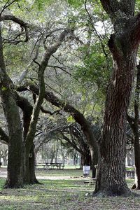 Trees in park