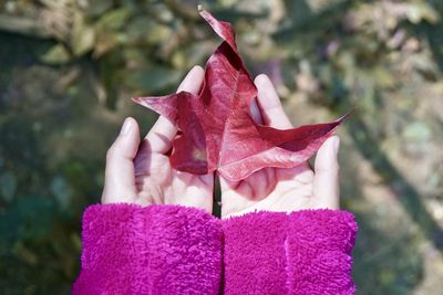 Close-up of hand holding maple leaf during autumn