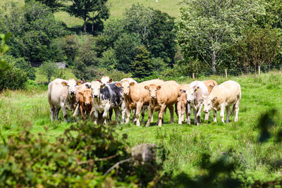 Group of cows keeping an eye