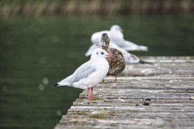 Seagull perching on a wood