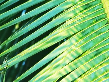 Full frame shot of palm leaves
