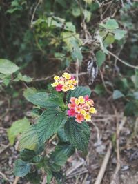 Close-up of fresh white flowers blooming on plant