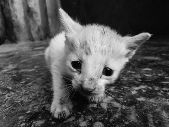 Close-up portrait of cat