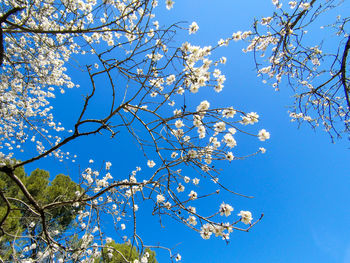 Low angle view of cherry blossom against blue sky