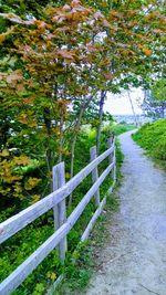 Footpath amidst trees and fence