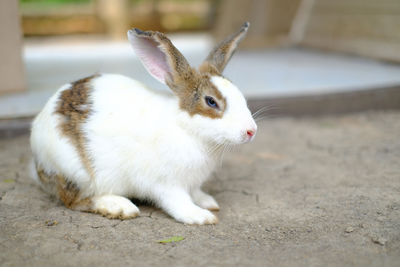 One rabbit was looking and observing, in a private area in the garden. close-up view.