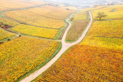 High angle view of agricultural field