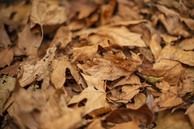 Full frame shot of dried autumn leaves on field