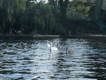 Swans swimming in lake