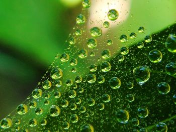 Close-up of water drops on leaf