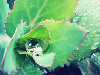 Close-up of leaves