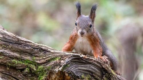 Close-up of squirrel on tree