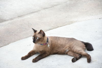 High angle view of dog sitting on road