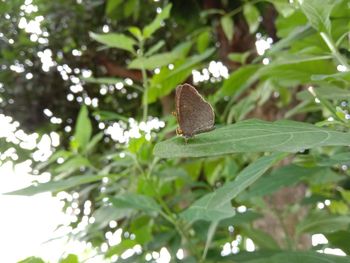 Close-up of butterfly on plant