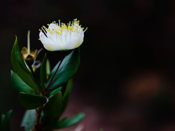 Close-up of white flowering plant