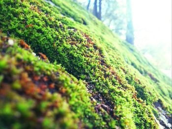 Close-up of moss on tree trunk