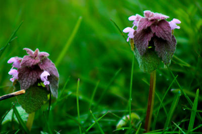 Close-up of purple iris flower