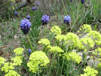 Purple flowers blooming on field