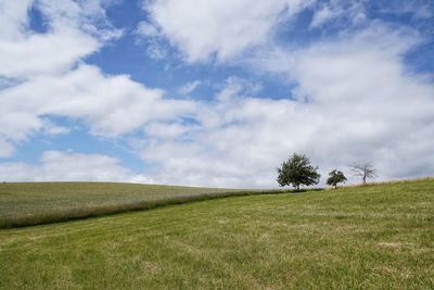 Scenic view of field with single tree against sky