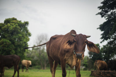 Cows standing in a field