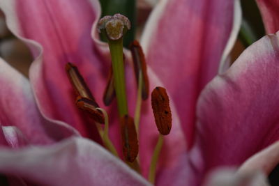 Close-up of pink rose flower