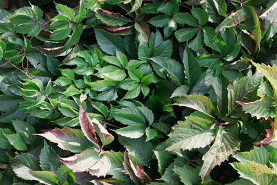 High angle view of leaves growing on field